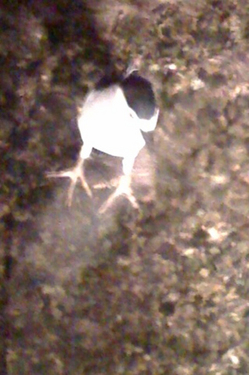 goisagi090805.jpg